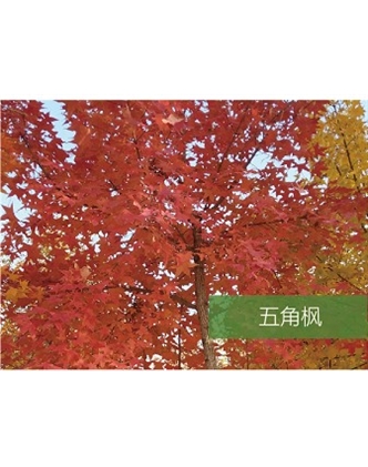 標(biāo)題：?jiǎn)坦嗄?瀏覽次數(shù)：1780
發(fā)表時(shí)間：2020-10-17