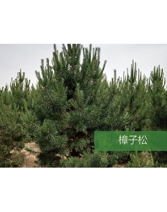 標(biāo)題：?jiǎn)坦嗄?瀏覽次數(shù)：1802
發(fā)表時(shí)間：2020-10-17