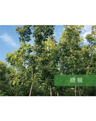 標(biāo)題：喬灌木
瀏覽次數(shù)：2425
發(fā)表時(shí)間：2020-10-17