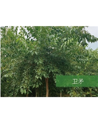 標(biāo)題：喬灌木
瀏覽次數(shù)：2308
發(fā)表時(shí)間：2020-10-17