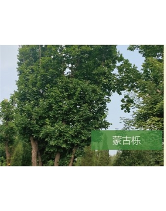 標(biāo)題：喬灌木
瀏覽次數(shù)：2446
發(fā)表時(shí)間：2020-10-17