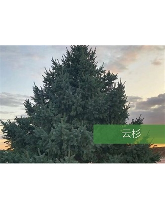 標(biāo)題：喬灌木
瀏覽次數(shù)：2467
發(fā)表時(shí)間：2020-10-17