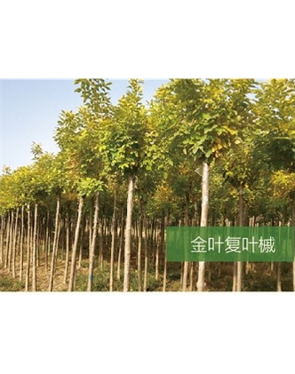 標(biāo)題：喬灌木
瀏覽次數(shù)：2262
發(fā)表時(shí)間：2020-10-17